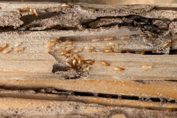 Best Residential Pest Control  in Cuba, MO